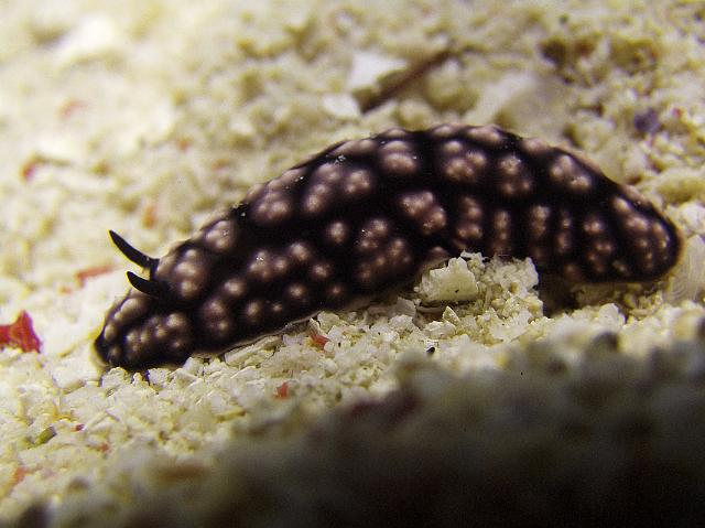 Warzenschnecke 99.jpg